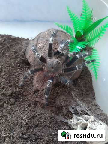 Паук Ростов-на-Дону - изображение 1