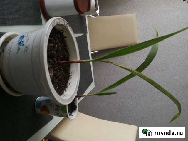 Пальмочки Абакан - изображение 1