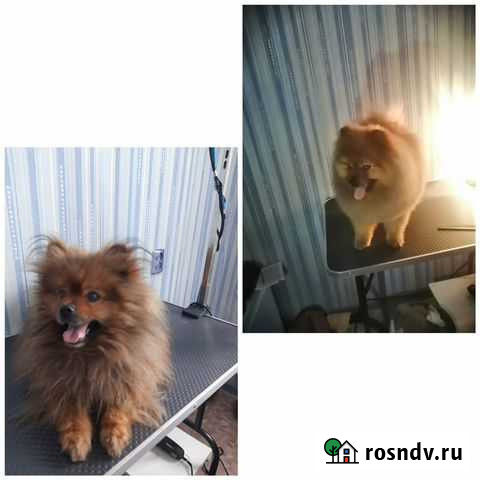 Уход за животными Новый Городок - изображение 1