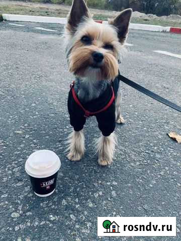 Йоркширский терьер вязка Брянск - изображение 1