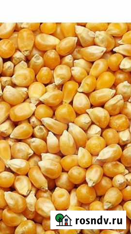 Кукуруза Баксан - изображение 1