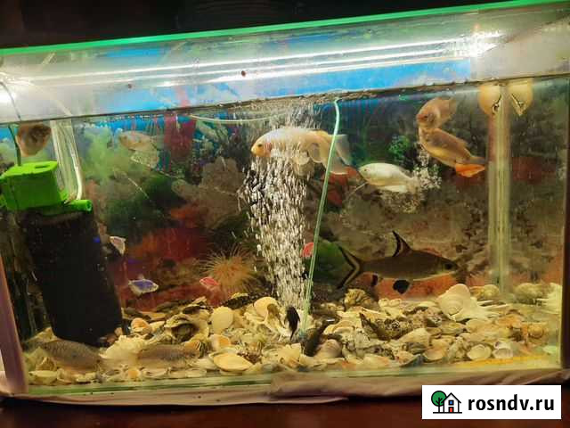 Аквариум Владикавказ - изображение 1