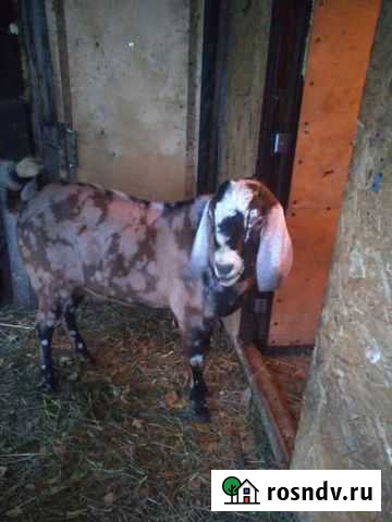 Козел 1,3 года Новосибирск - изображение 1