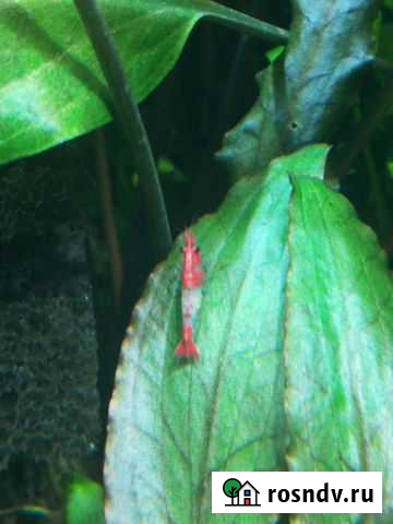 Креветки релли неокардина, кр. огонь Павловский Посад - изображение 1