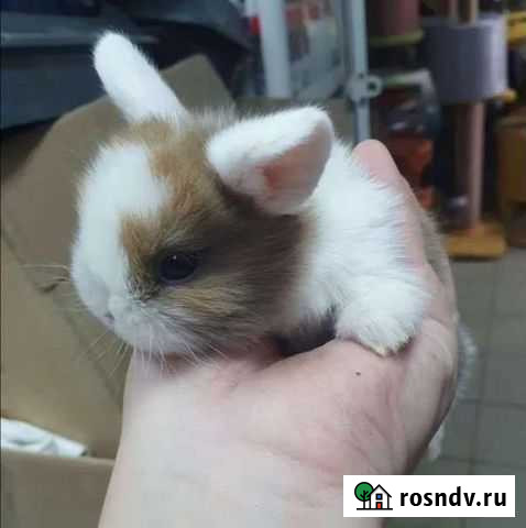 Декоративные лапочки Черногорск - изображение 1