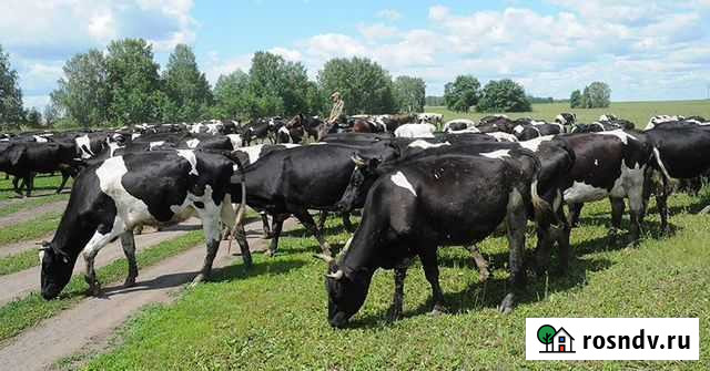 Быки, телки, коровы Ижевск - изображение 1