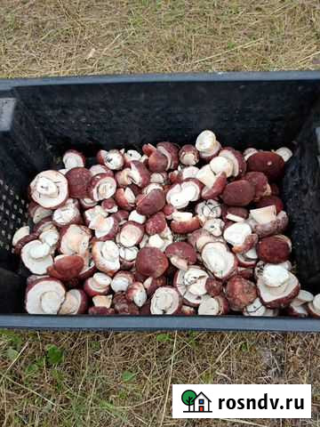 Грибы белые маринованные Томск - изображение 1