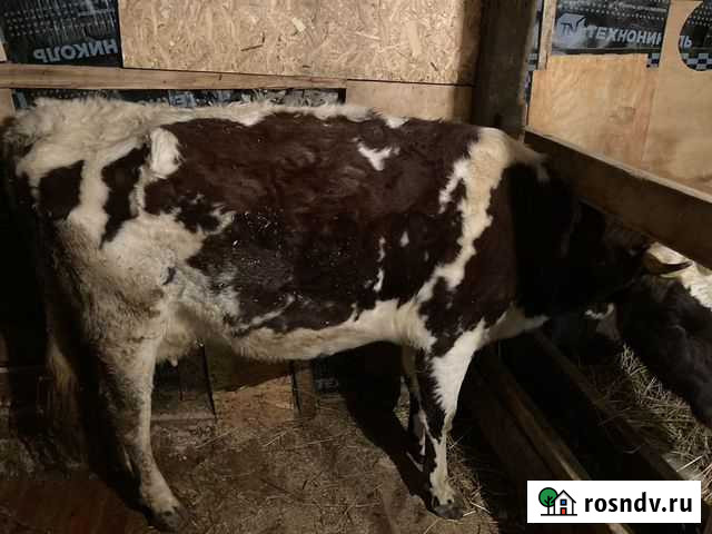 Корова высокоудойная Гатчина - изображение 1