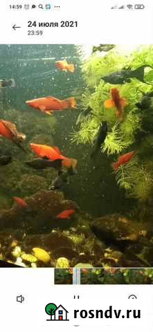 Рыбки для аквариума Электросталь - изображение 1