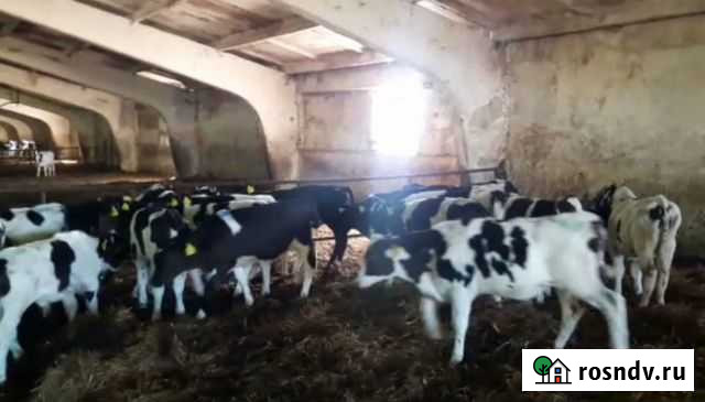 Бычки телята свежий завоз Гигант - изображение 1