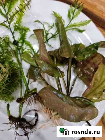 Аквариумные растения прополка Екатеринбург - изображение 1