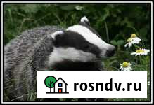 Барсучий жир Смоленск - изображение 1