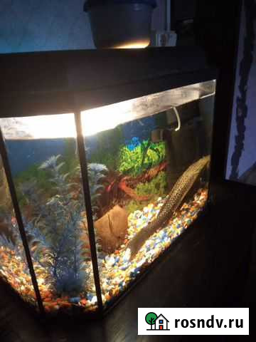 Аквариум Казань - изображение 1