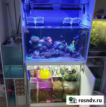 Морской аквариум, террариум. Создание, оформление Калуга - изображение 1