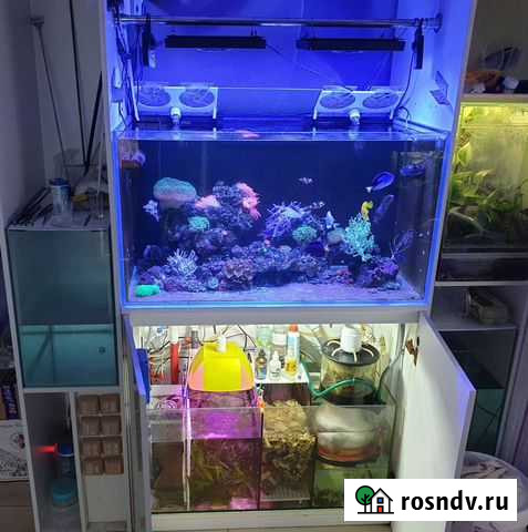 Морской аквариум, террариум. Создание, оформление Калуга - изображение 1