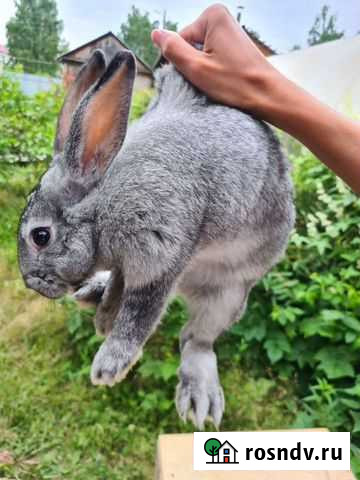 Кролики мясных пород Братск - изображение 1