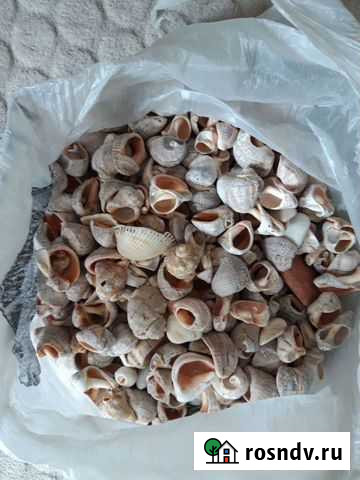 Ракушки Сочи - изображение 1