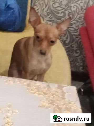 Тойчик,вязка Бугульма - изображение 1