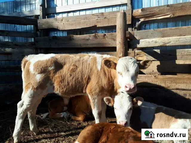 Бычки Летник - изображение 1