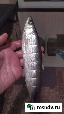 Рыба Батайск - изображение 1