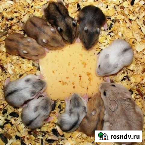 Хомяки: Сирийские, Джунгарские. Крысы. Шиншиллы Гуково - изображение 1