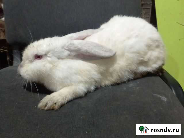 Калифорнийские кролики Дубовое - изображение 1