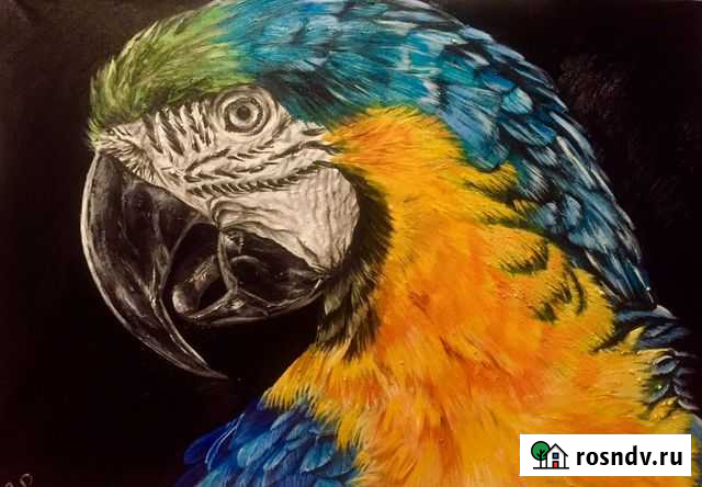 Попугай холст масло Челябинск - изображение 1