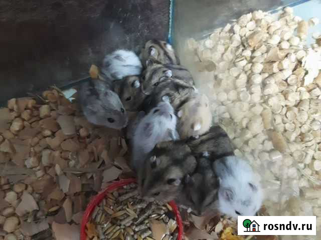 Джунгарские хомяки Новосибирск - изображение 1