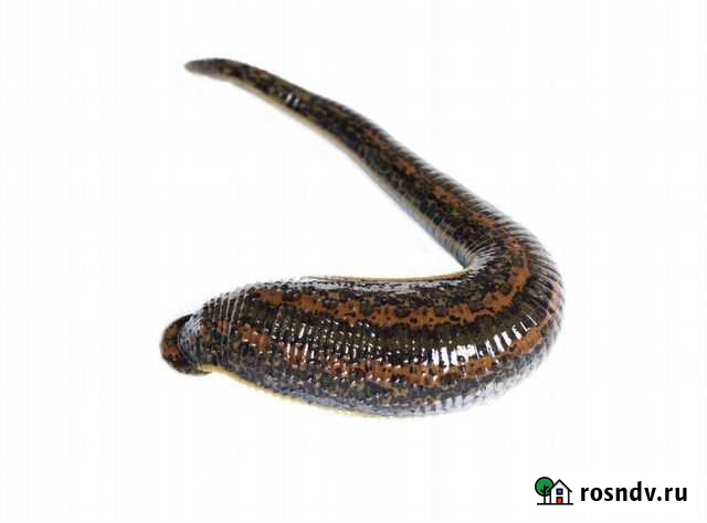 Пиявки Улан-Удэ - изображение 1