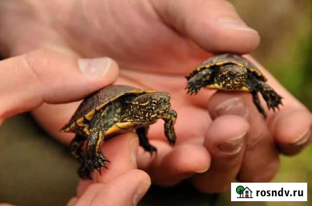 Черепашки Таганрог - изображение 1