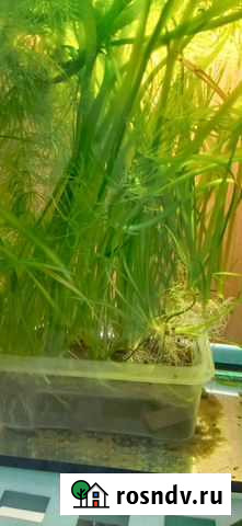 Растения роголистник, ряска малая, лимонник, и др Челябинск - изображение 1