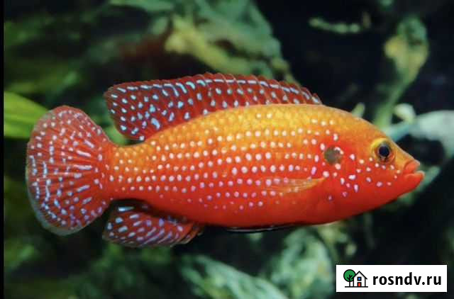 Цихлиды Нижний Тагил - изображение 1