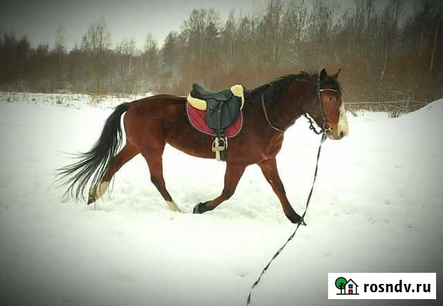 Лошадь для фотосессий Мурино - изображение 1