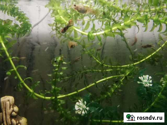 Аквариумные рыбки гуппи Салават - изображение 1