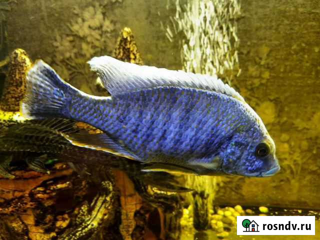 Рыба Алунакара самец Таганрог - изображение 1