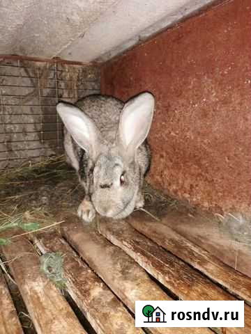 Кролик Воронеж - изображение 1