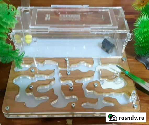 Муравьиная ферма Симферополь - изображение 1