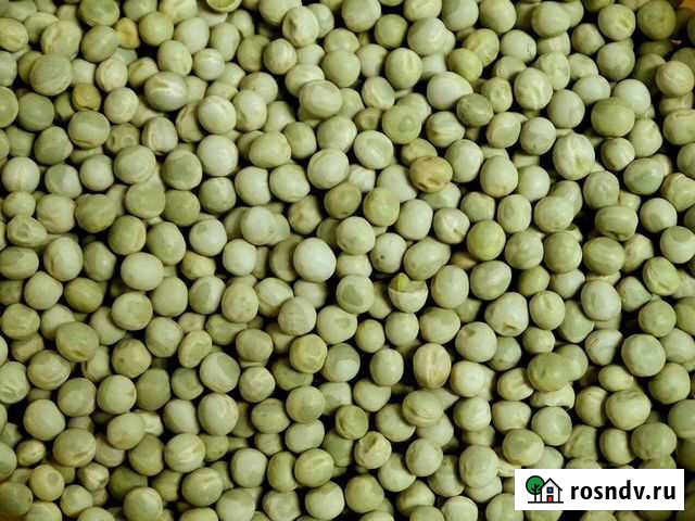 Горох кормовой Иркутск - изображение 1