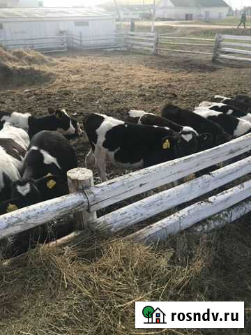 Бычки и телята Белебей - изображение 1