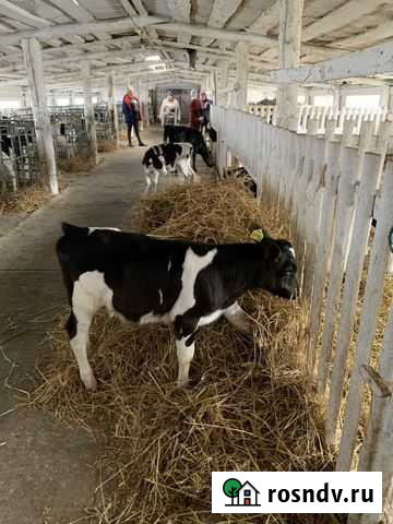 Телята. Бычки Новоаннинский - изображение 1