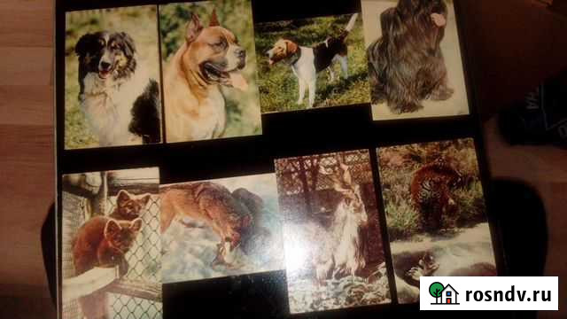 Собаки,Московский зоопарк - 1969г, поштучно Казань - изображение 1