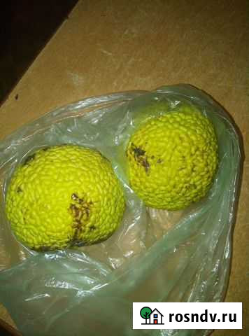 Маклюра-адамово яблоко Челябинск - изображение 1