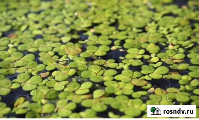 Ряска аквариумная Уфа - изображение 1