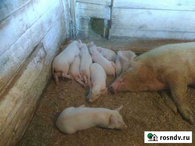 Продам поросят в возрасте от 2 месяца Черемхово - изображение 1
