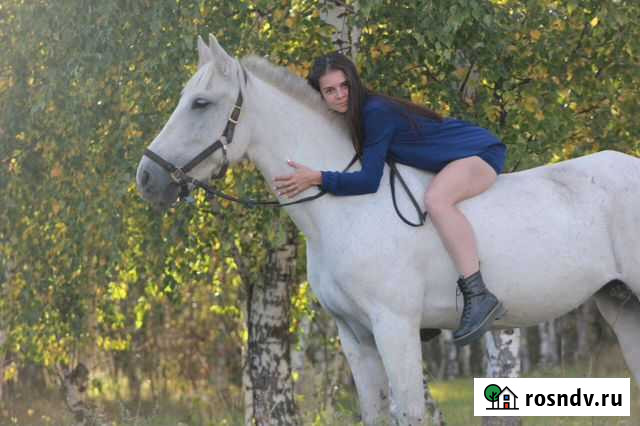 Лошади Казань - изображение 1