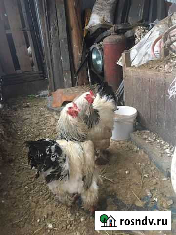 Петухи брама, джерсийский гигант Рыбинск - изображение 1