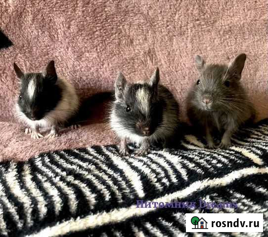 Дегу цветные из питомника Рязань - изображение 1