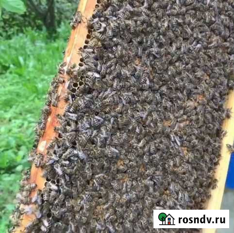 Пчелопакеты 2022 Ишимбай - изображение 1