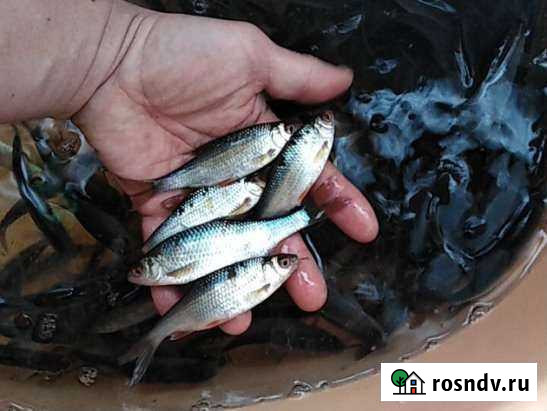 Живец плотва опт и роз Борисовка - изображение 1