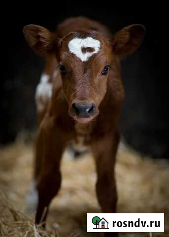 Телята Крутиха - изображение 1
